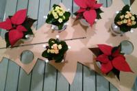 bloempotjes